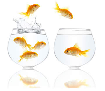 Web Hosting Migration website migration